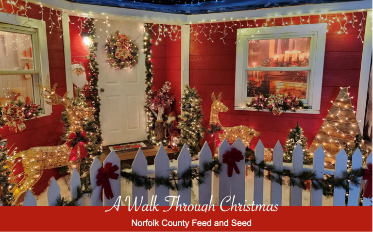 A Walk Through Christmas