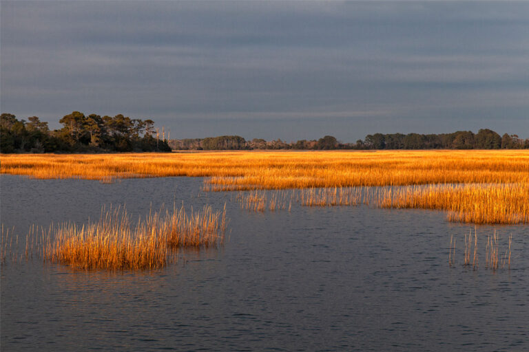 Movement and Light: The Barrier Islands of Virginia Reception