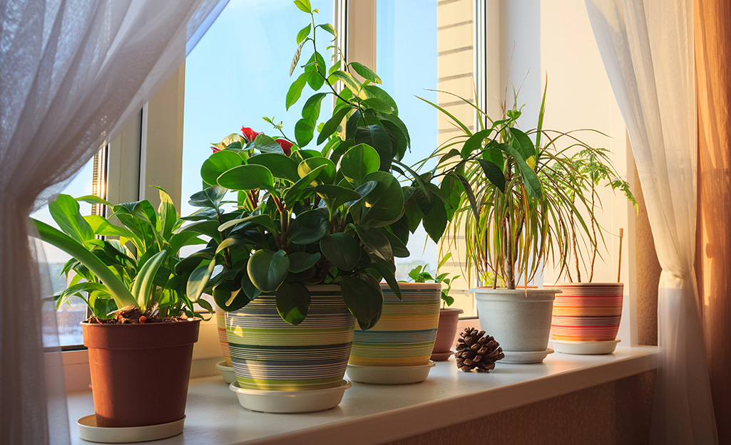 Variety of houseplants sitting in a window ledge