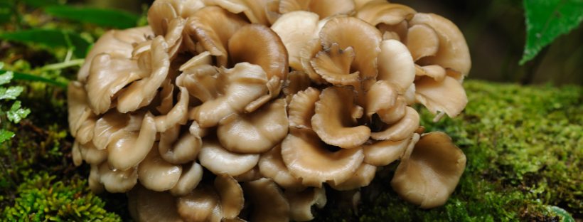 mushroom growing in nature