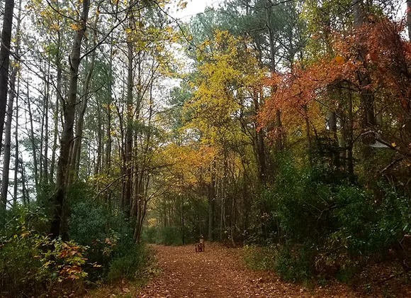 Fall foliage along the trail at Hoffler Creek