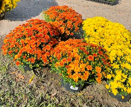 Orange, yellow,a nd rust mums