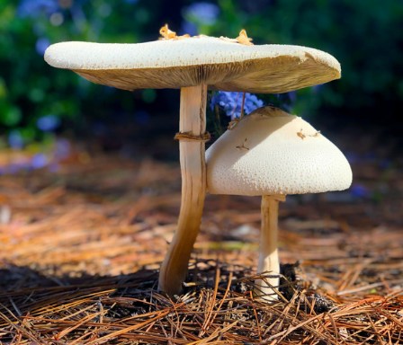 wild mushrooms in natural setting