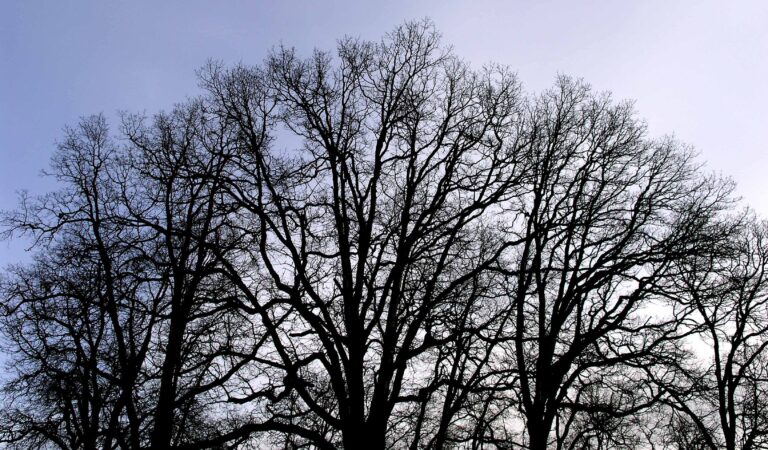 Bare Tree Walk at Hoffler Creek Wildlife Preserve