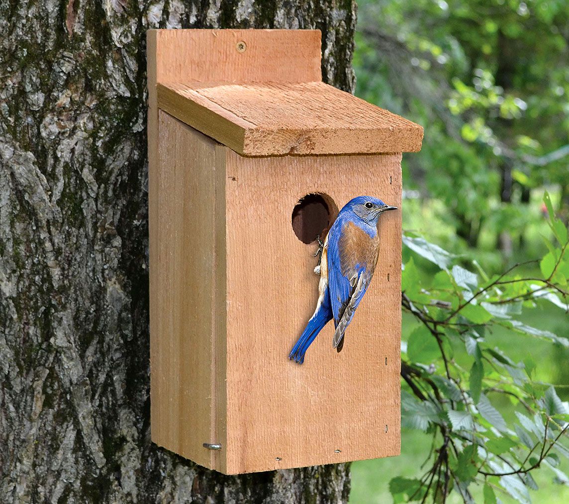 bluebird on outside of bluebird bird house