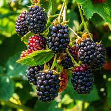 Blackberries on vine