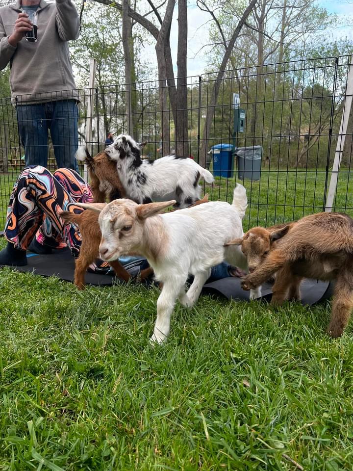 Goats on field