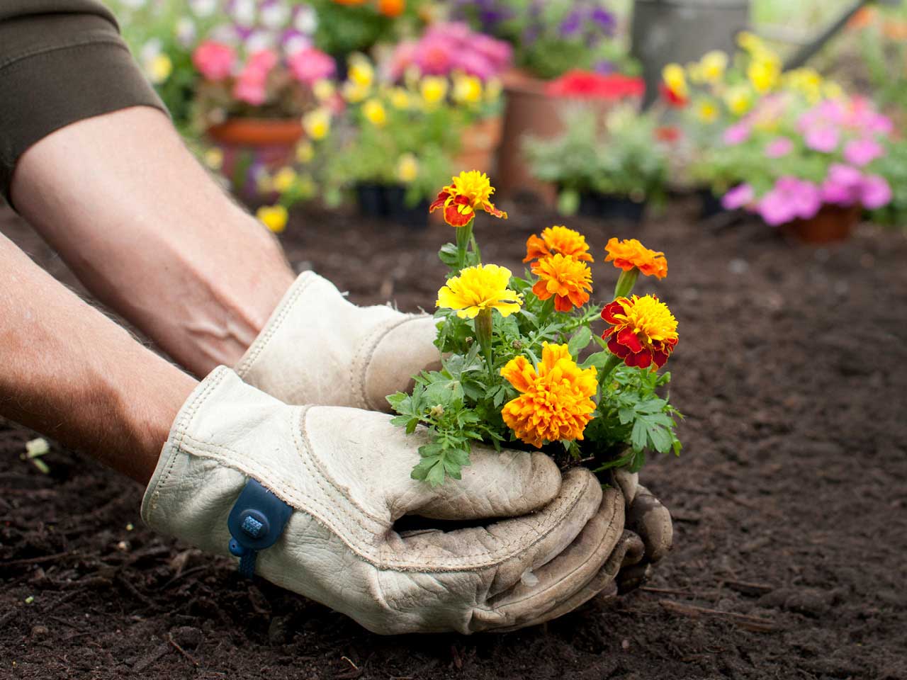 hands planting flowers