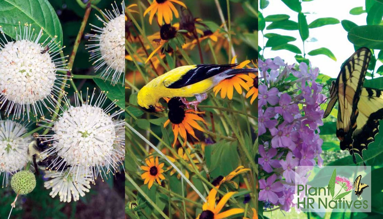 Native Plants of South east Virginia