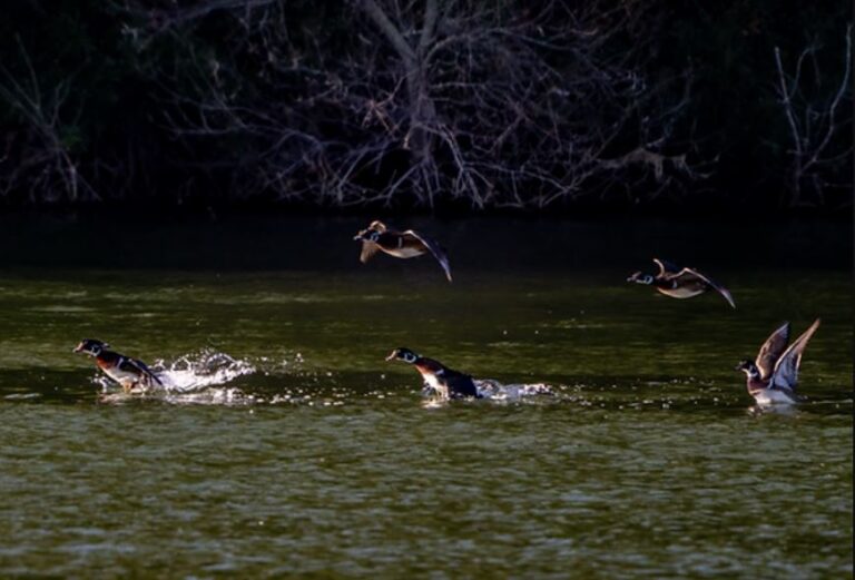 Waterfowl of Hoffler Creek