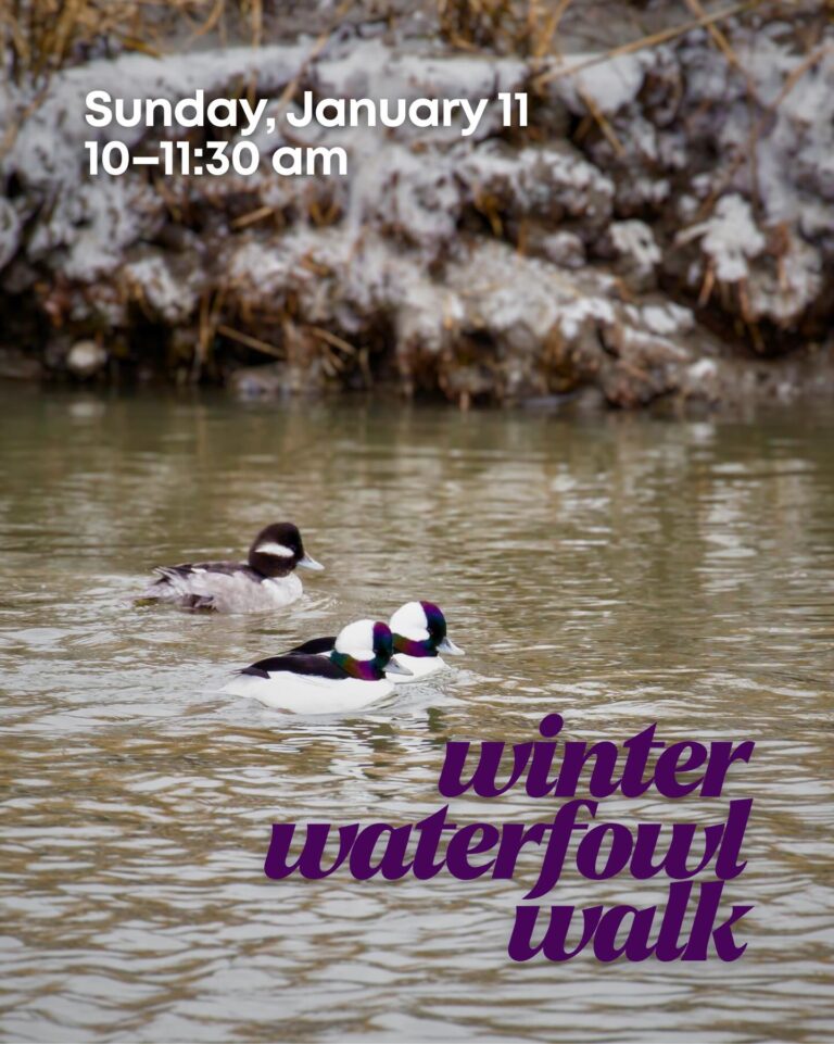 Winter Water Fowl Walk at Hoffler Creek